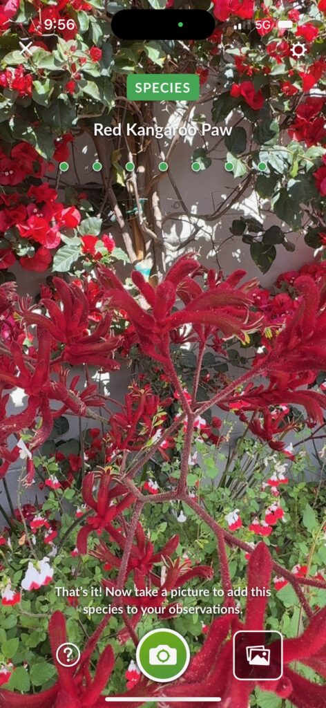 Red Kangaroo Paw