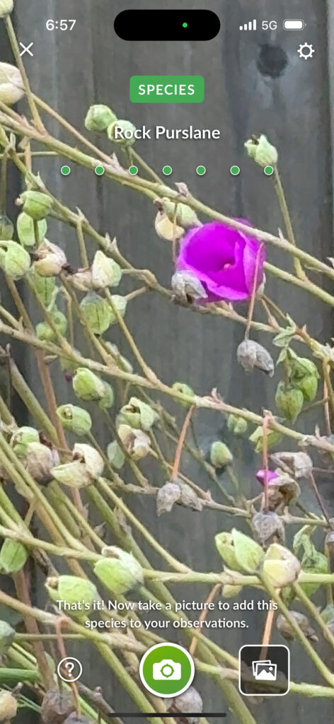 Rock Purslane flower, stems, and leaves