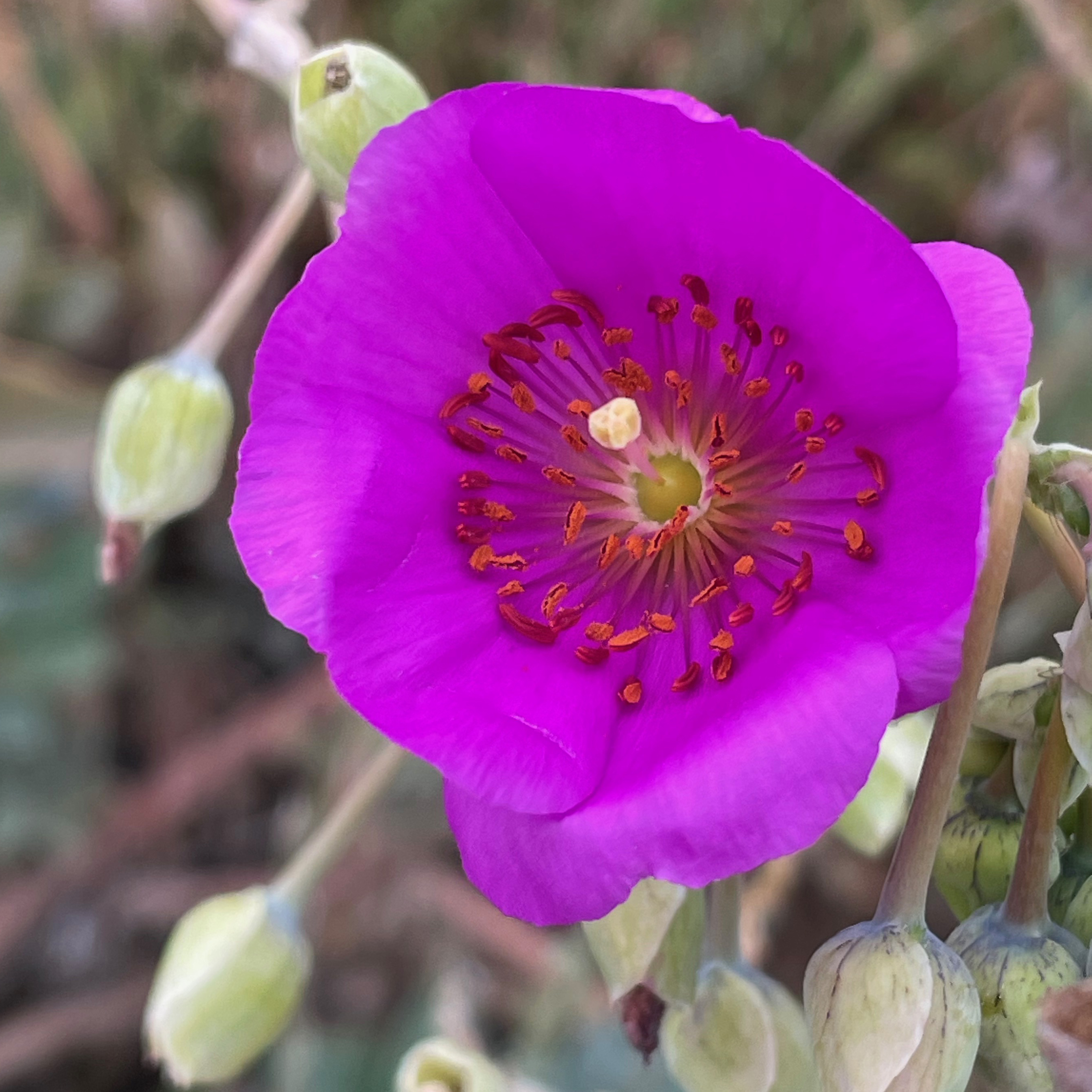Rock Purslane, closeup of flower
