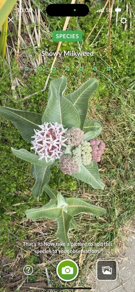 Showy Milkweed