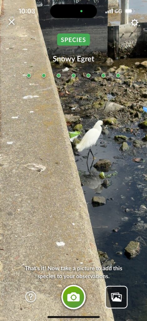 Snowy Egret