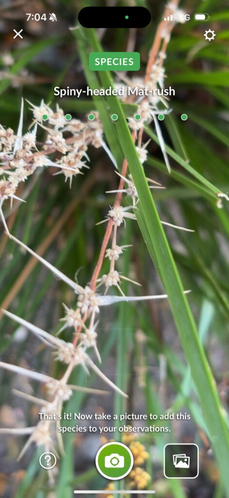 Spiny-headed Mat-rush 2