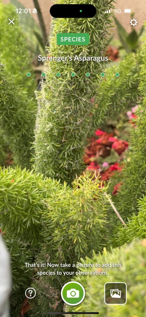 Sprenger's Asparagus