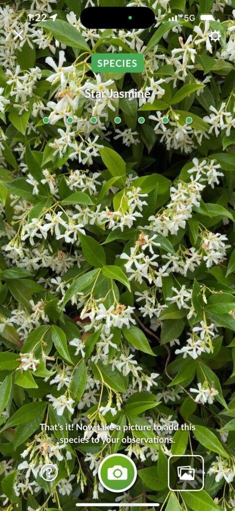 Star Jasmine