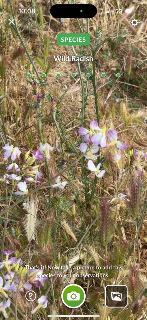 Wild Radish