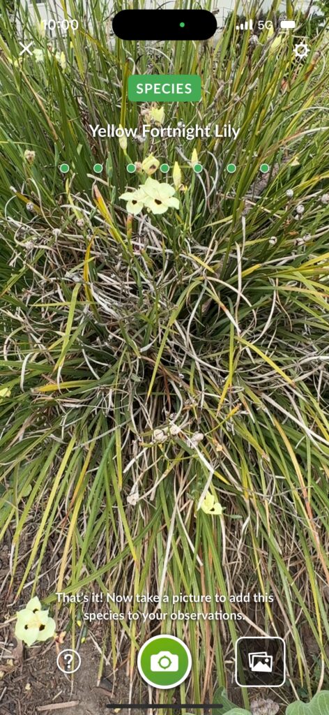 Yellow Fortnight Lily