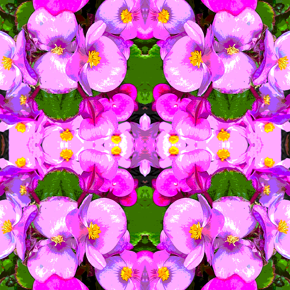 Heavily posterized repeating pattern of pink begonias with yellow stamens and green leaves
