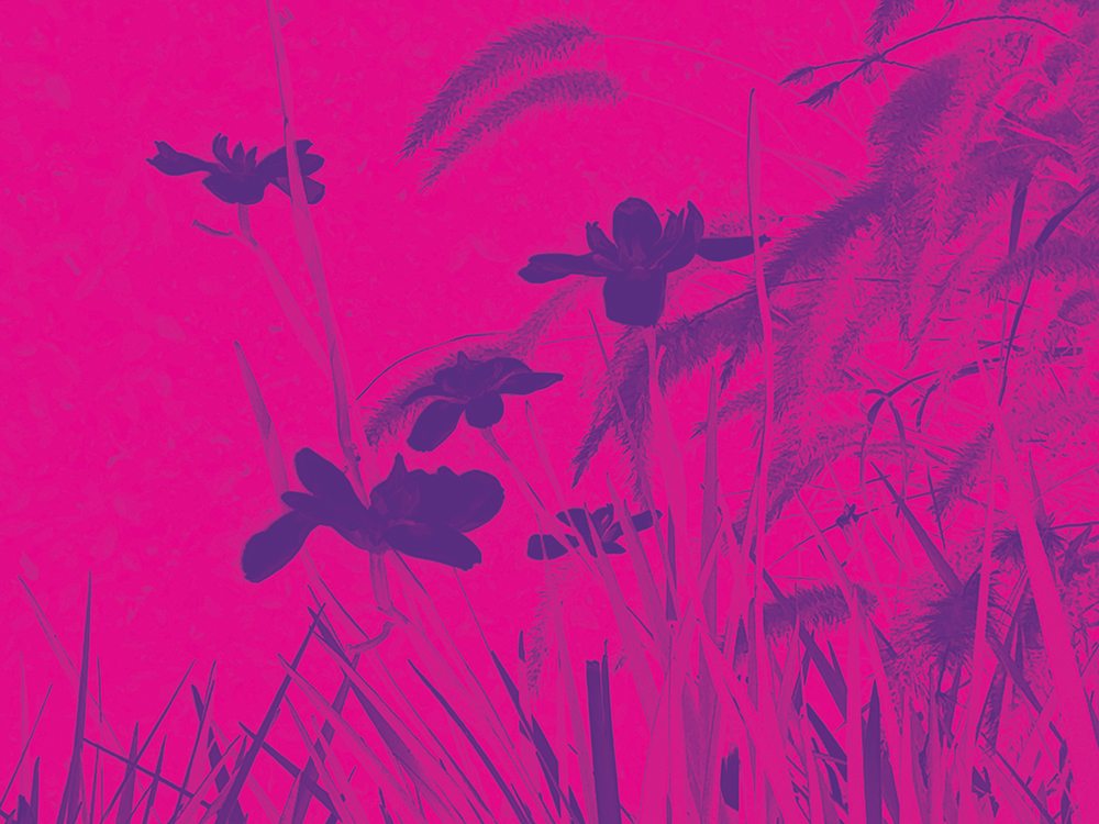 Horizontal image with altered photo of bright pink background and lilies and grasses in purple.