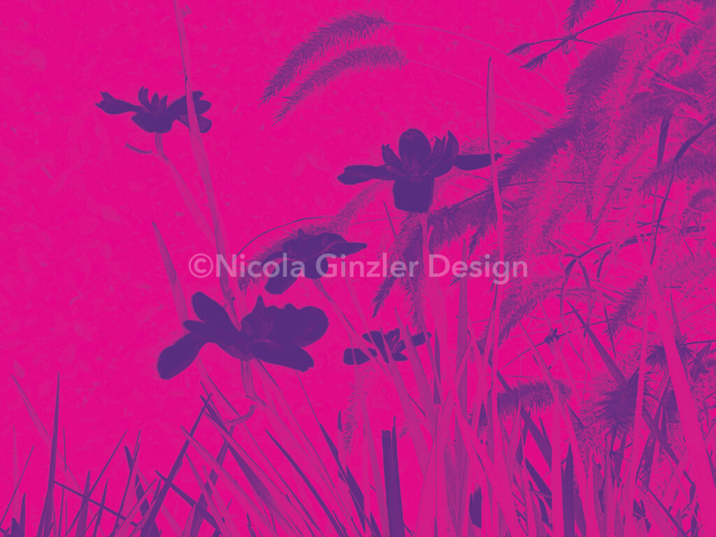 Horizontal image with altered photo of bright pink background and lilies and grasses in purple.