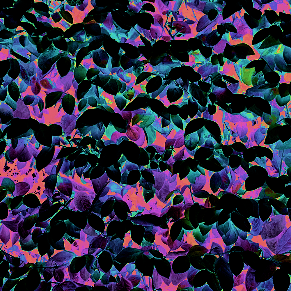 Image of an altered photo of a hedge with small round leaves. Colors are purples and blues with highlights of coral.