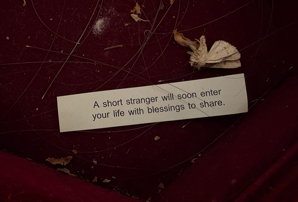 Photo of a fortune cookie fortune: "A short stranger will soon enter your life with blessings to share." Above and to the right, a dead moth.