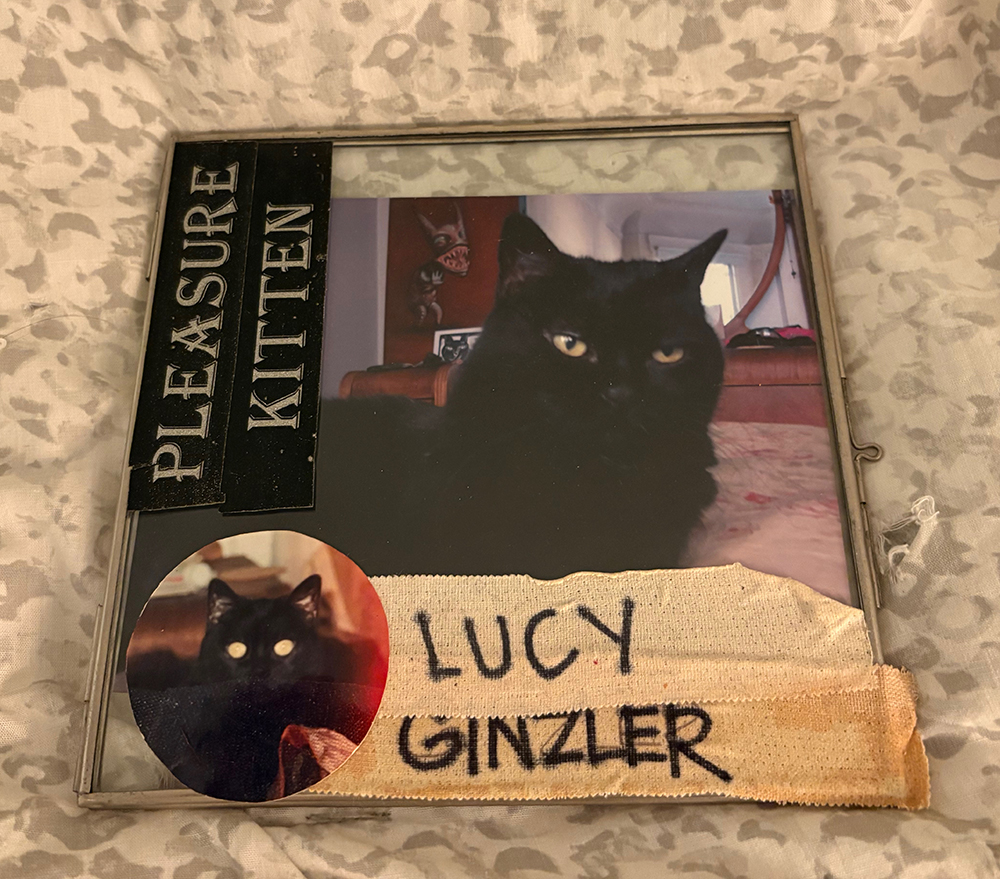 Photo of a framed photo of Lucy on a patterned comforter. Another photo is stuck to the frame, as well as "Lucy Ginzler" written in Sharpie on white tape, and a sticker that says "PLEASURE KITTEN" in silver on a black background.