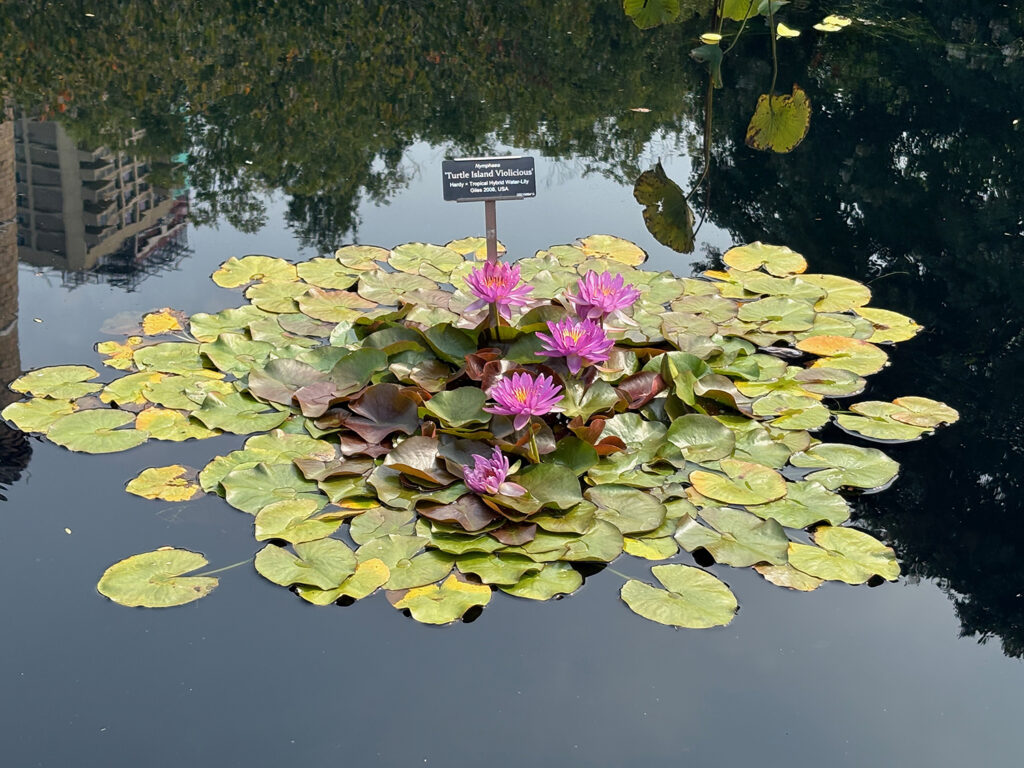 Brooklyn Botanical Garden 10 - Water Lily "Turtle Island Violicious"