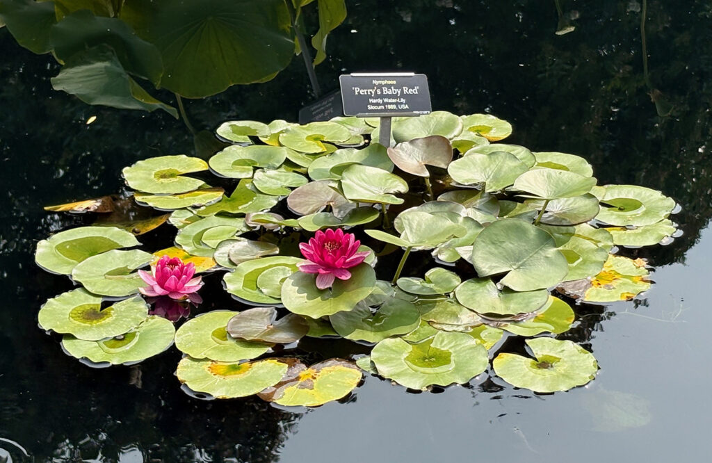 Brooklyn Botanical Garden 9 - Water Lily "Perry's Baby Red"