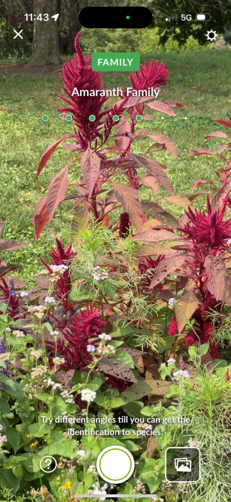 Brooklyn Botanical Garden 13 - Amaranth Family