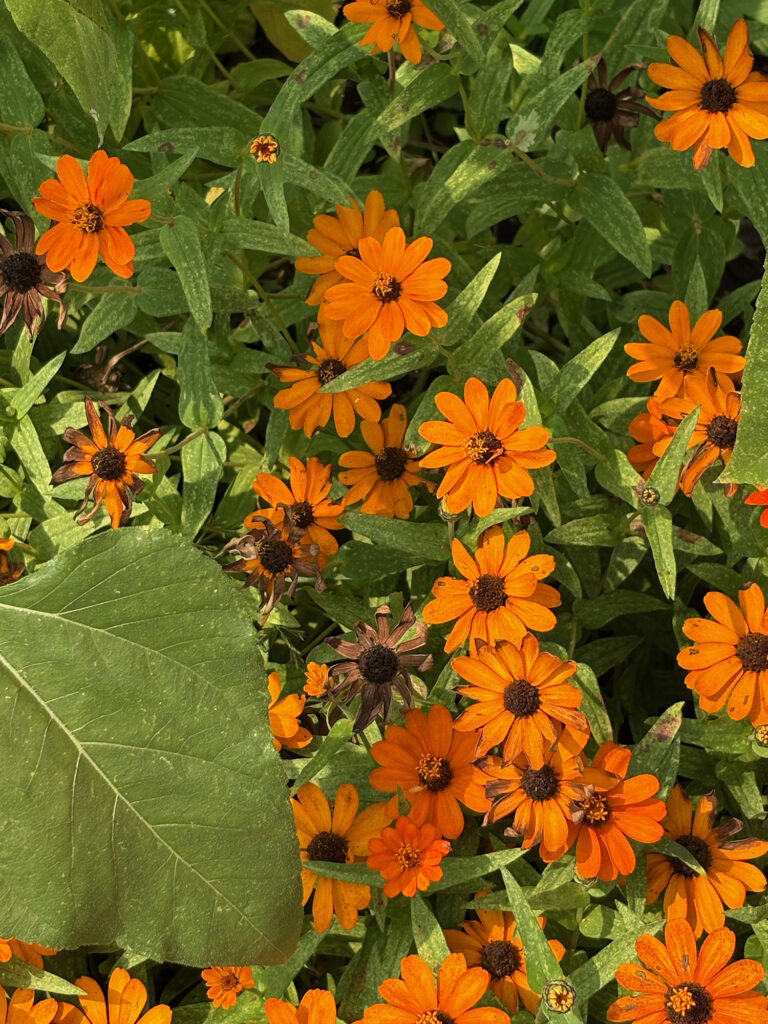 Brooklyn Botanical Garden 14 - Daisies