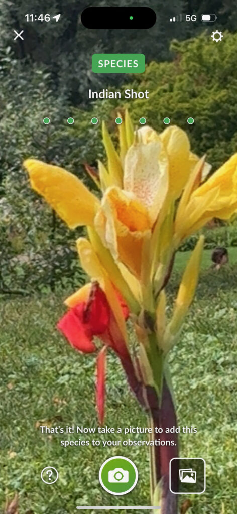 Brooklyn Botanical Garden 15 - Indian Shot