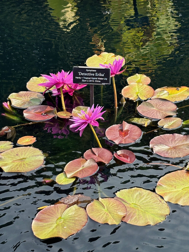 Brooklyn Botanical Garden 16 - Water Lily "Detective Erika"