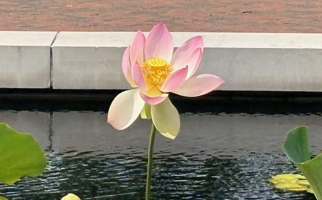 Brooklyn Botanical Garden 17 - Water Lily "Sacred Lotus"