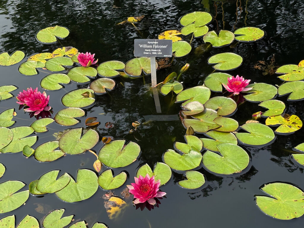 Brooklyn Botanical Garden 18 - Water Lily "William Falconer"
