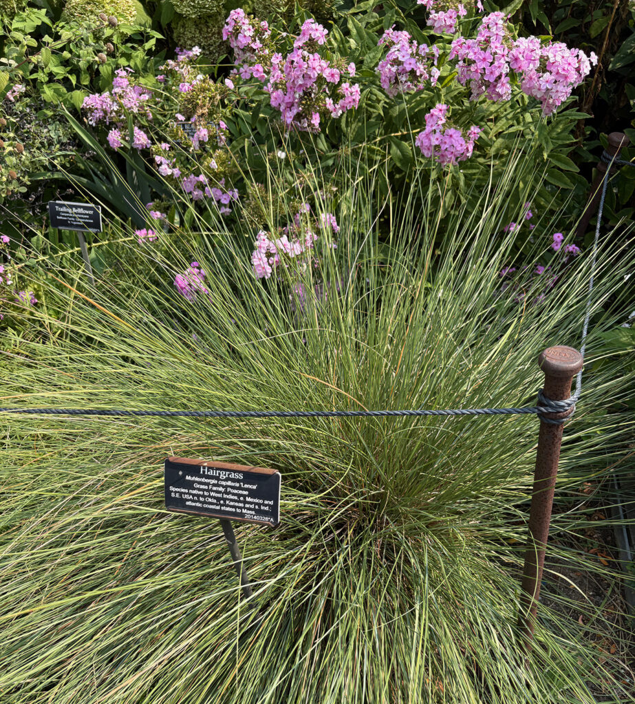Brooklyn Botanical Garden 19 - Hairgrass