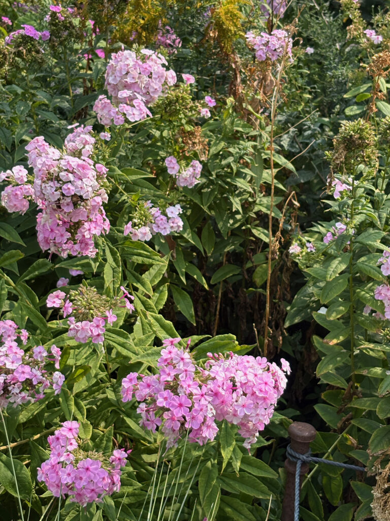 Brooklyn Botanical Garden 20 - Fall Phlox