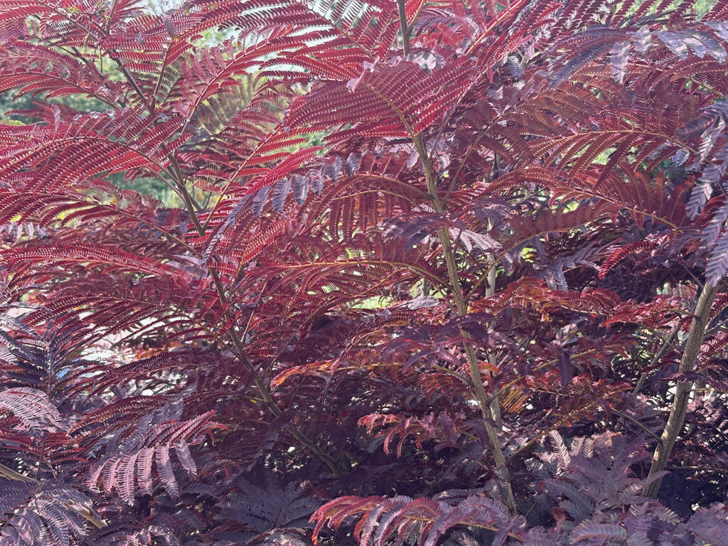 Brooklyn Botanical Garden 21 - Red-leaved tree