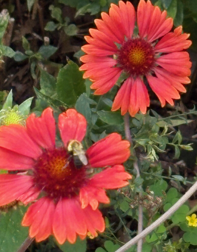 Brooklyn Botanical Garden 22 - Bee on red daisy