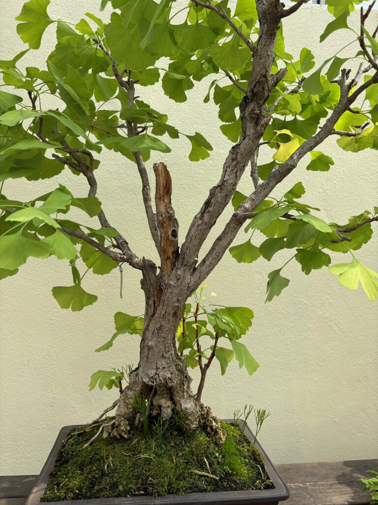 Brooklyn Botanical Garden 23 - Bonsai - Ginko/Maidenhair Tree