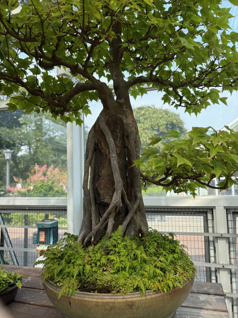 Brooklyn Botanical Garden 24 - Bonsai - Maple