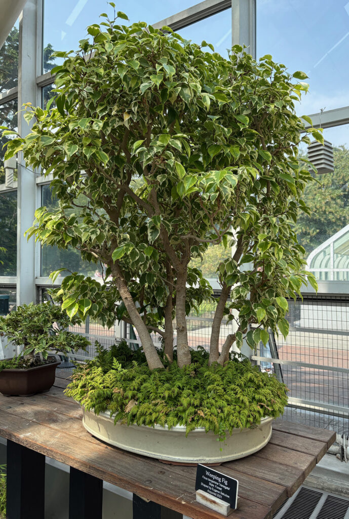 Brooklyn Botanical Garden 25 - Bonsai - Weeping Fig