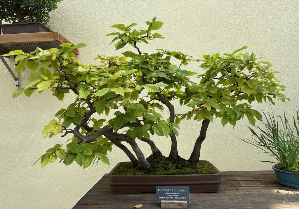 Brooklyn Botanical Garden 26 - Bonsai - European Hornbeam