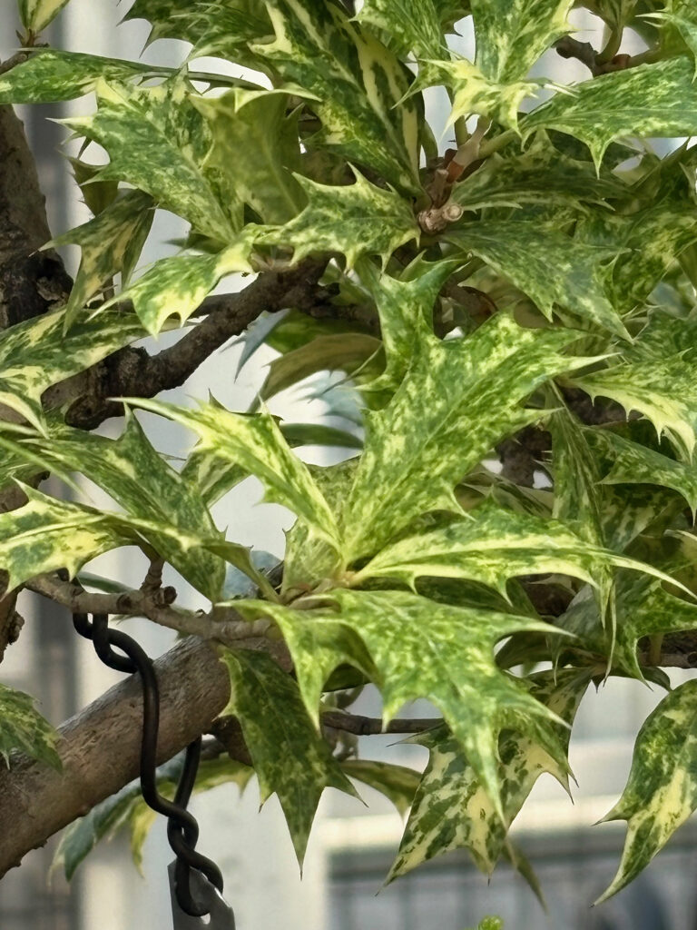 Brooklyn Botanical Garden 27 - Bonsai - Holly leaves