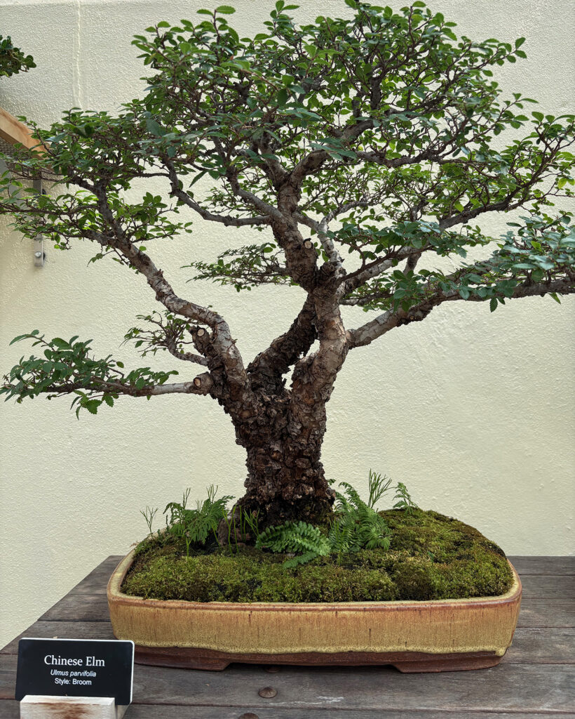 Brooklyn Botanical Garden 28 - Bonsai - Chinese Elm