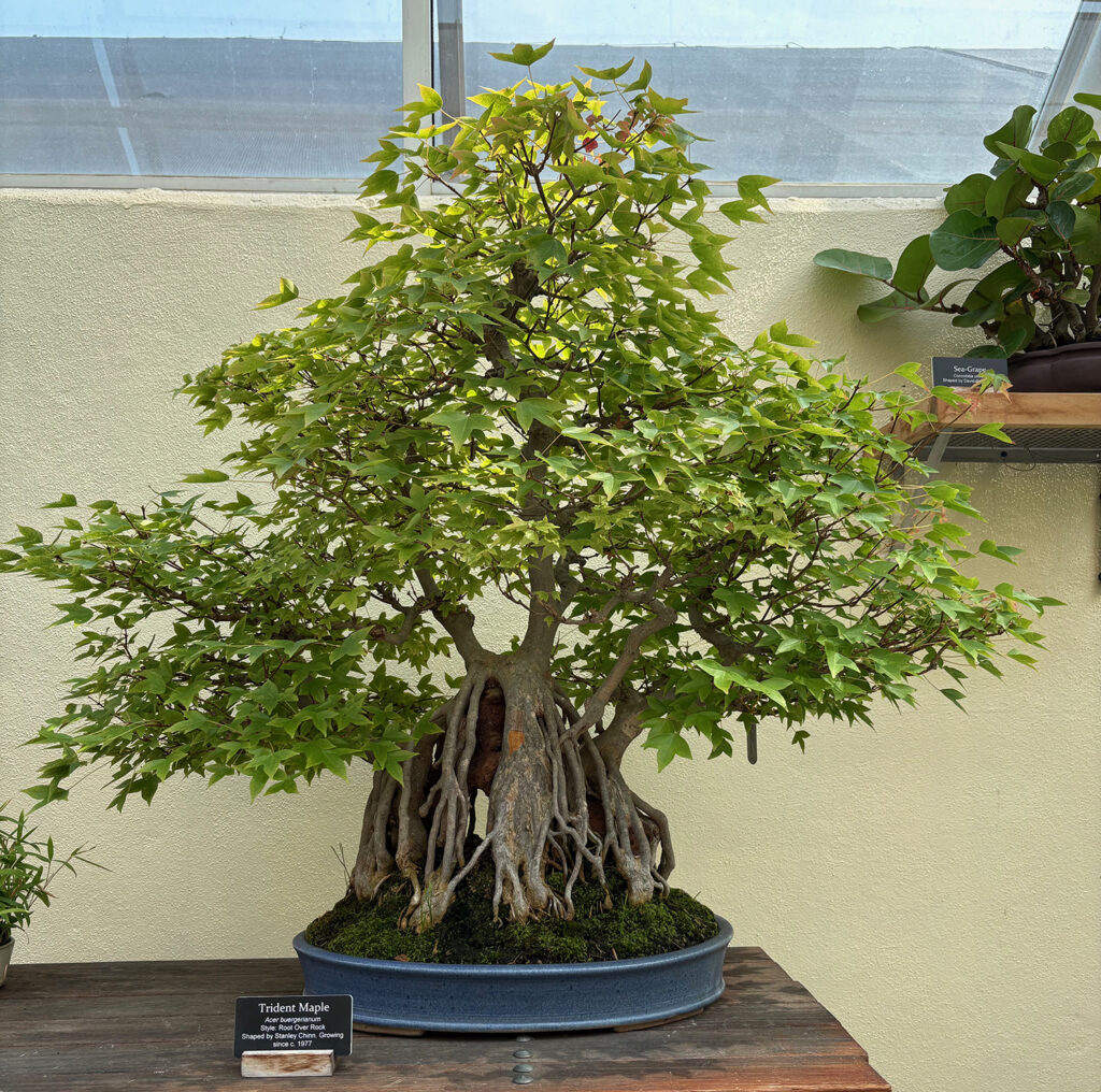 Brooklyn Botanical Garden 29 - Bonsai - Trident Maple