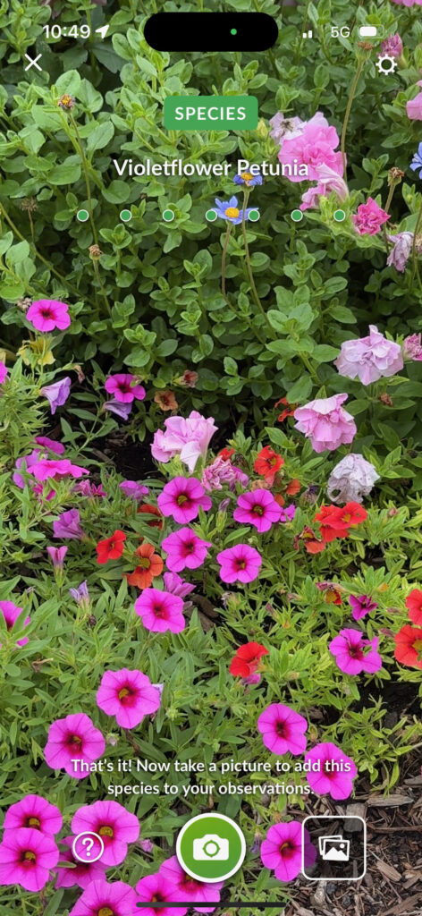 Brooklyn Botanical Garden 3 - Violetflower Petunia