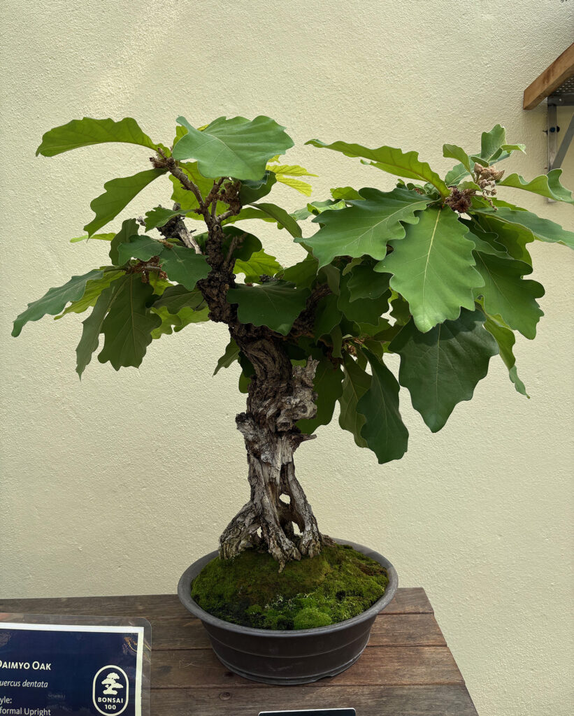 Brooklyn Botanical Garden 30 - Bonsai - Daimyo Oak