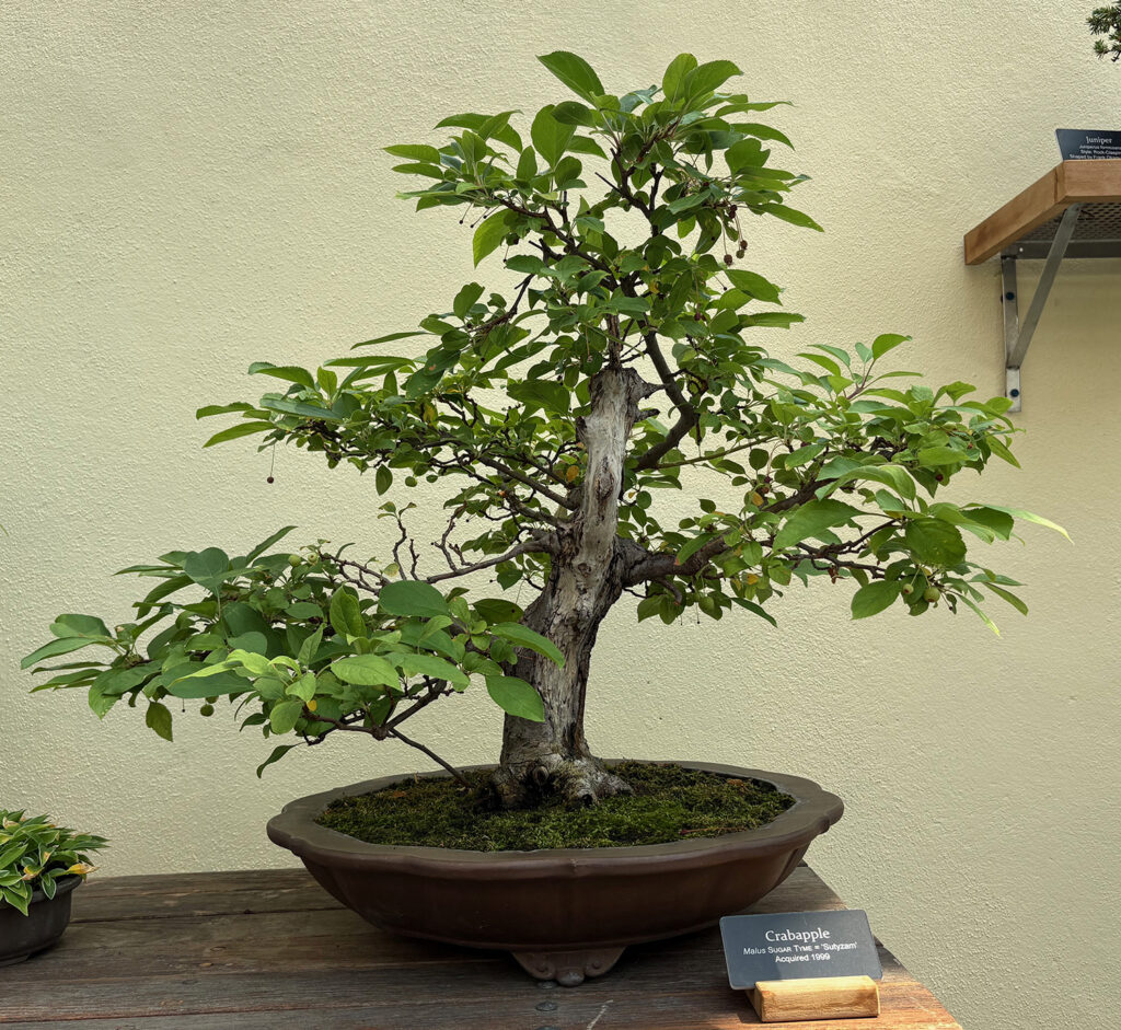 Brooklyn Botanical Garden 31 - Bonsai - Crabapple