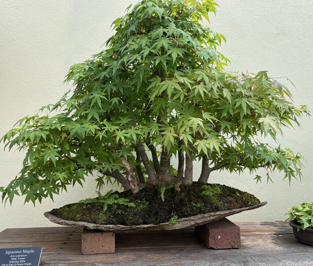 Brooklyn Botanical Garden 32 - Bonsai - Japanese Maple
