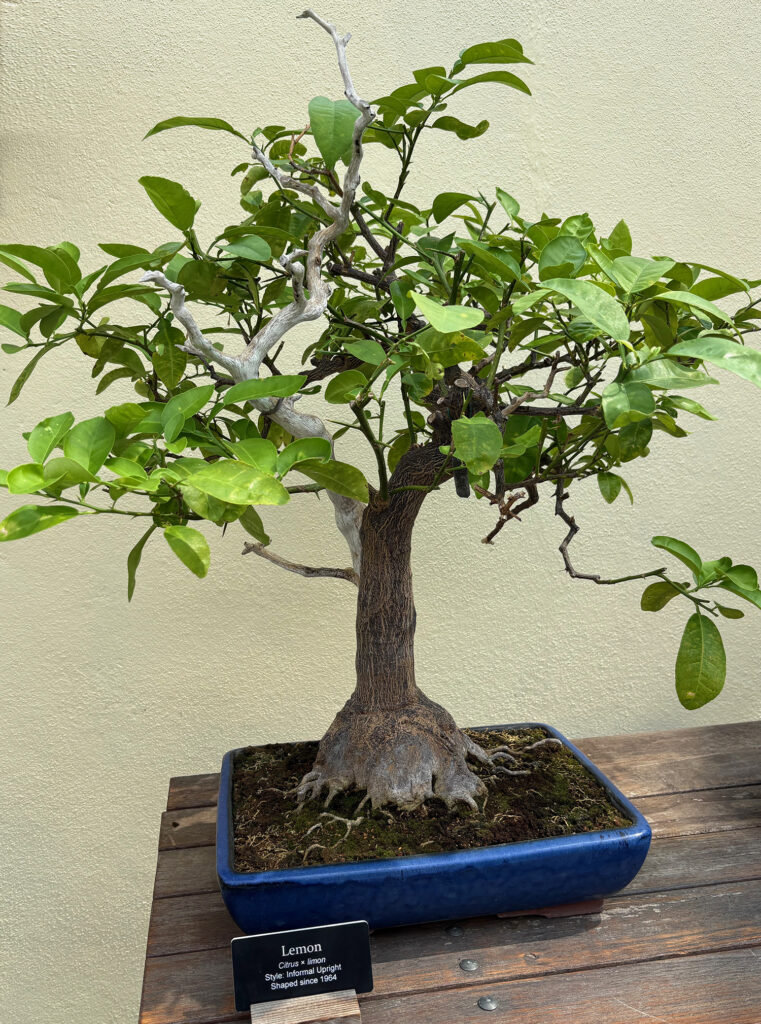 Brooklyn Botanical Garden 33 - Bonsai - Lemon