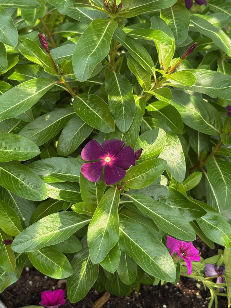 Brooklyn Botanical Garden 34 - Bonsai - Madagascar Periwinkle