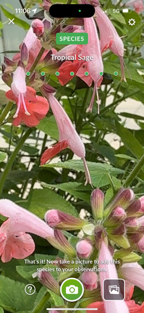 Brooklyn Botanical Garden 4 - Tropical Sage