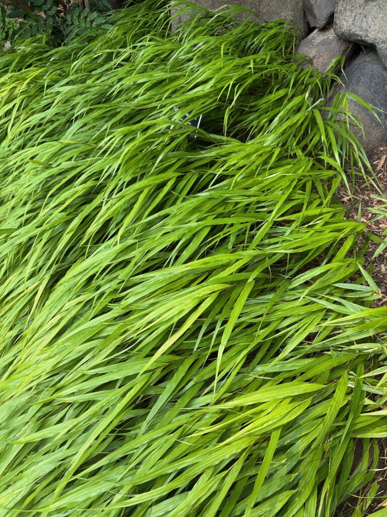 Brooklyn Botanical Garden 6 - Seagrass