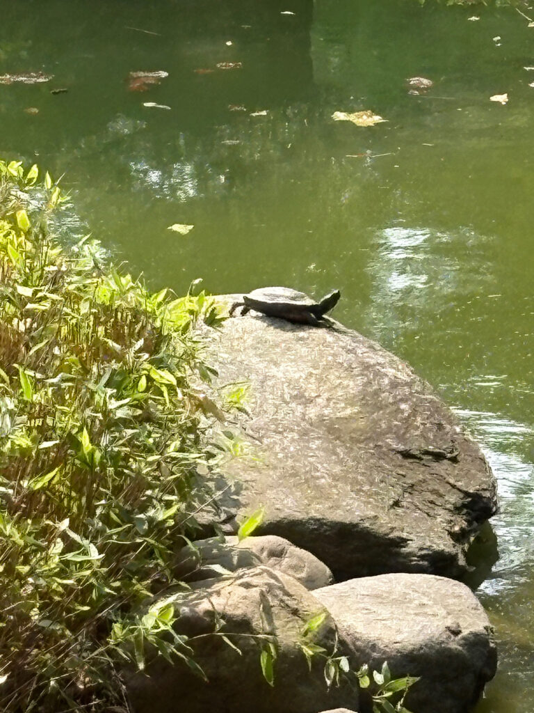 Brooklyn Botanical Garden 8 - Turtle