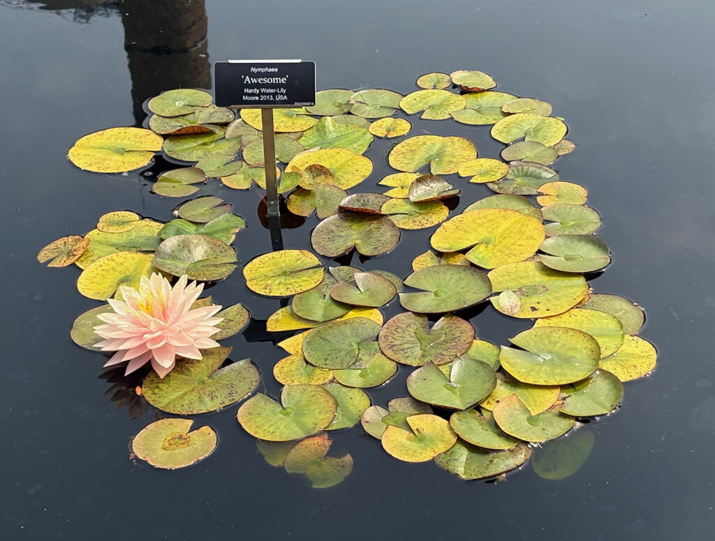 Brooklyn Botanical Garden 9 - Water Lily "Awesome"