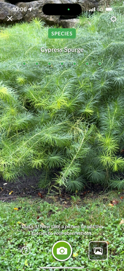 Philadelphia Art Museum 4 - Cypress Spurge 1