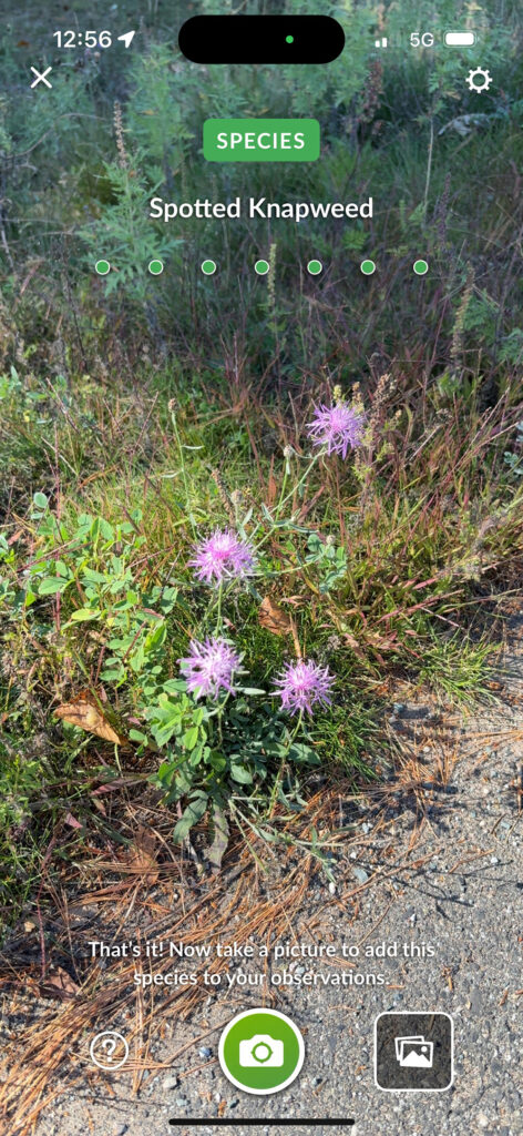 Screenshot of pink flowers with identifying "Spotted Knapweed" type at top