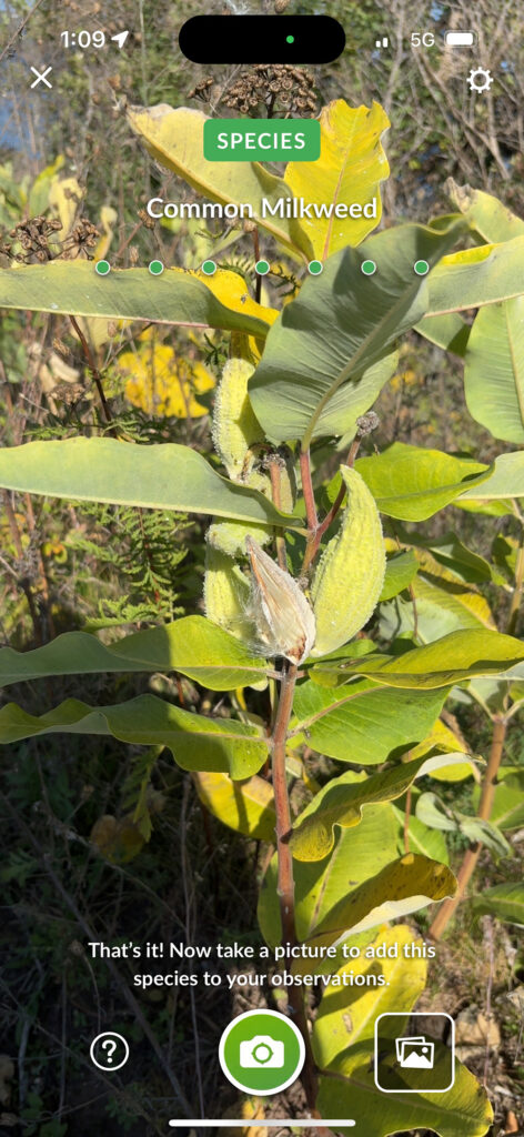 Screenshot of green seed cases with identifying "Common Milkweed" type at top