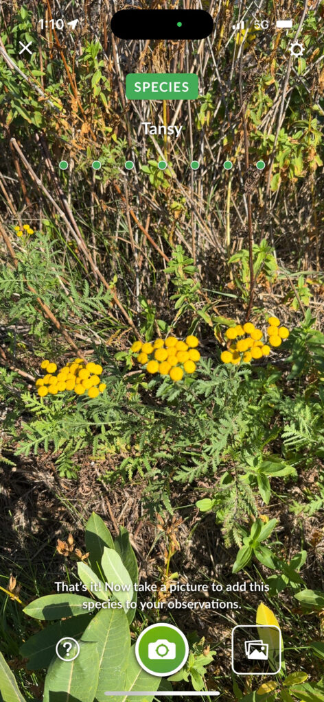 Screenshot of yellow flowers with identifying "Tansy" type at top