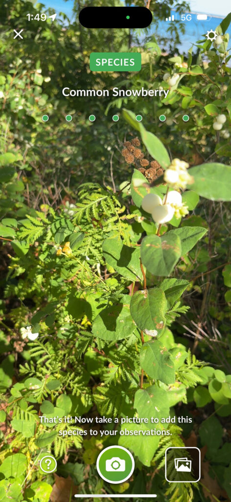 Screenshot of green leaves and white berries with identifying "Snowberries" type at top
